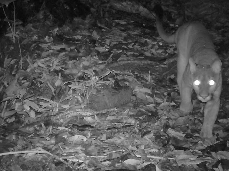 Wildlife Camera -Big Cat -Baru -Jack's Blog