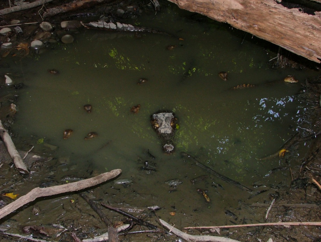 caiman-mother-and-young