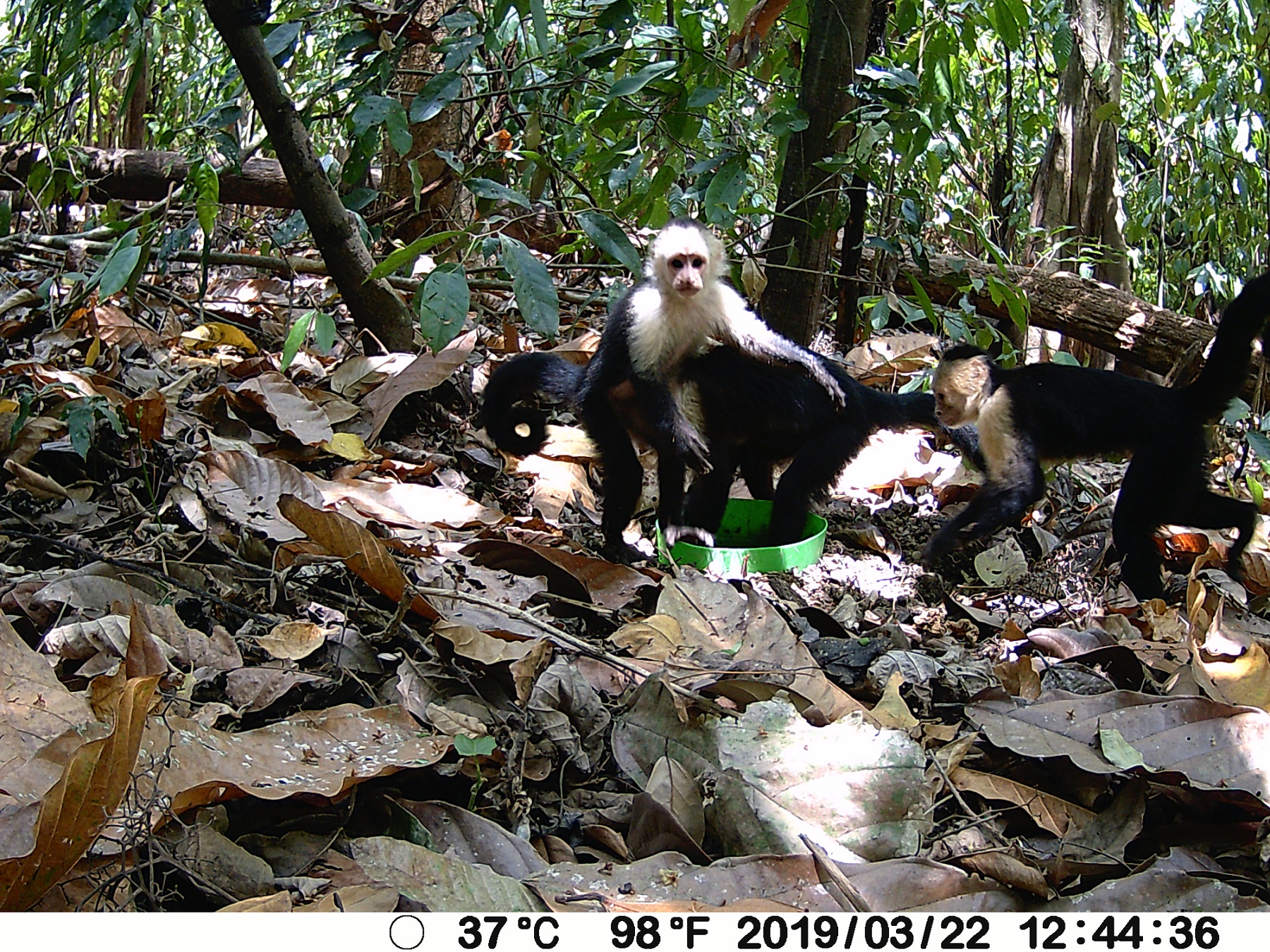Trail Camera Trail Camera