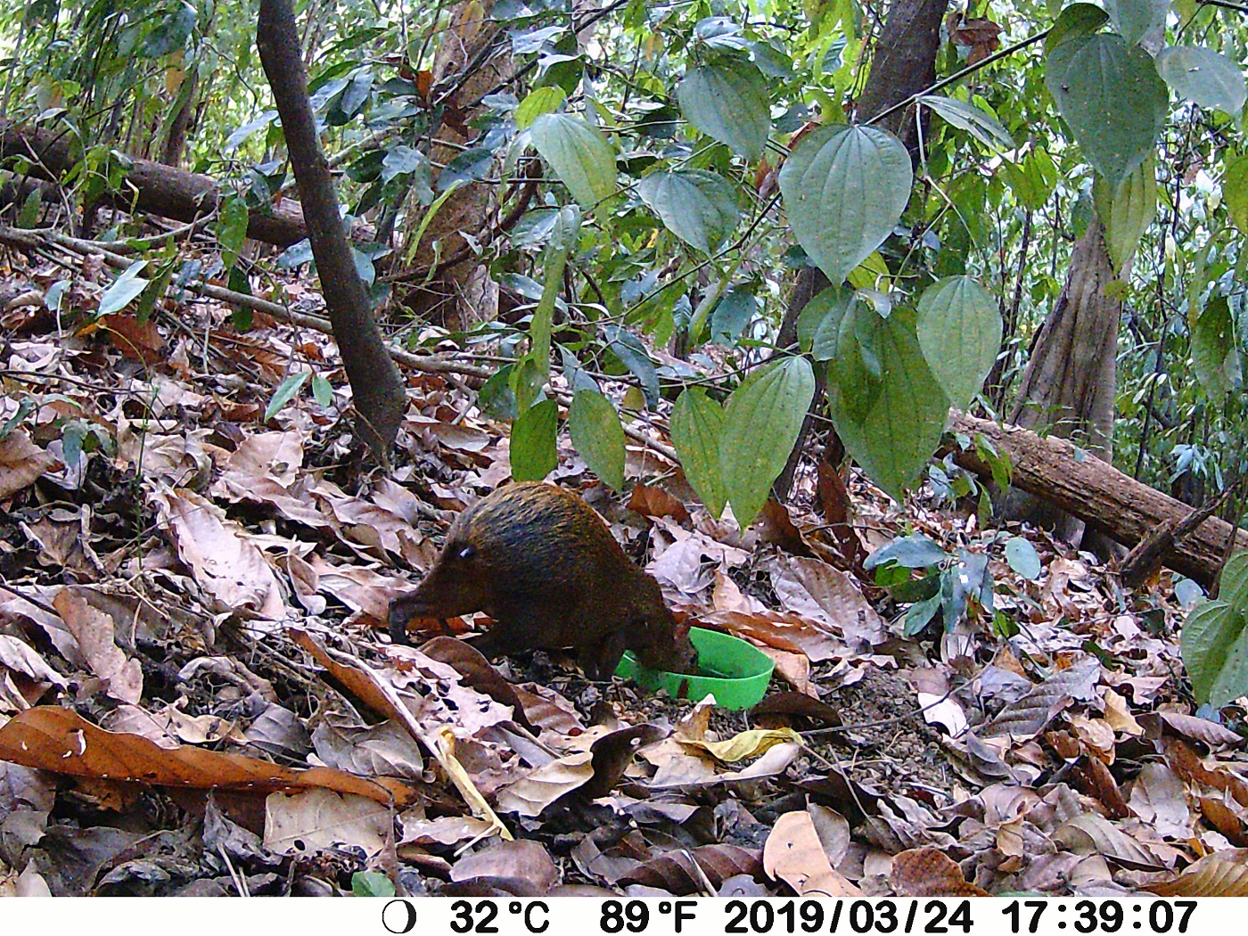 Trail Camera Trail Camera
