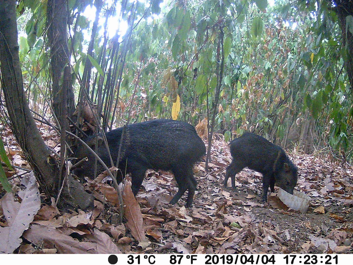 Trail Camera Trail Camera