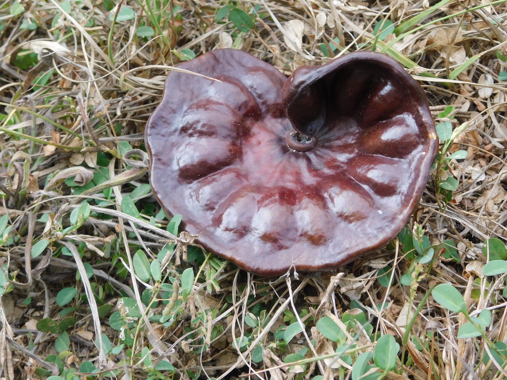 01-guanacaste-seed-pod