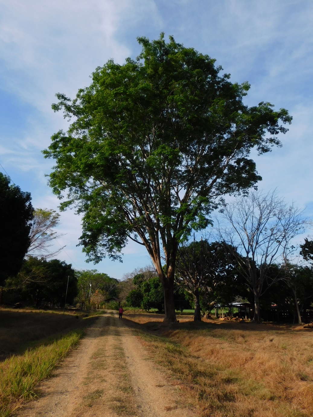 03-guanacaste-alto 03-guanacaste-alto