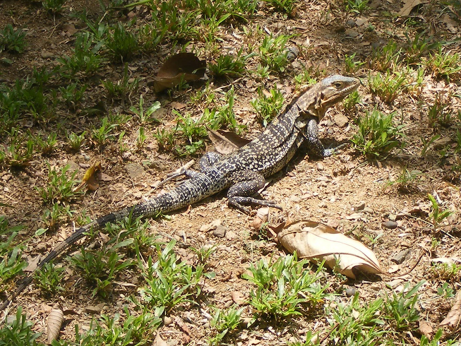 female-garrobo