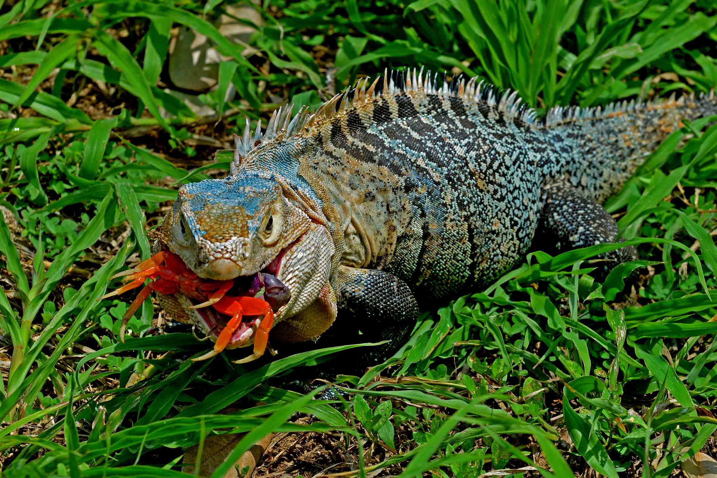 garrobo-eating-crab garrobo-eating-crab