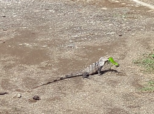 garrobo-eating-green-iguana-edit