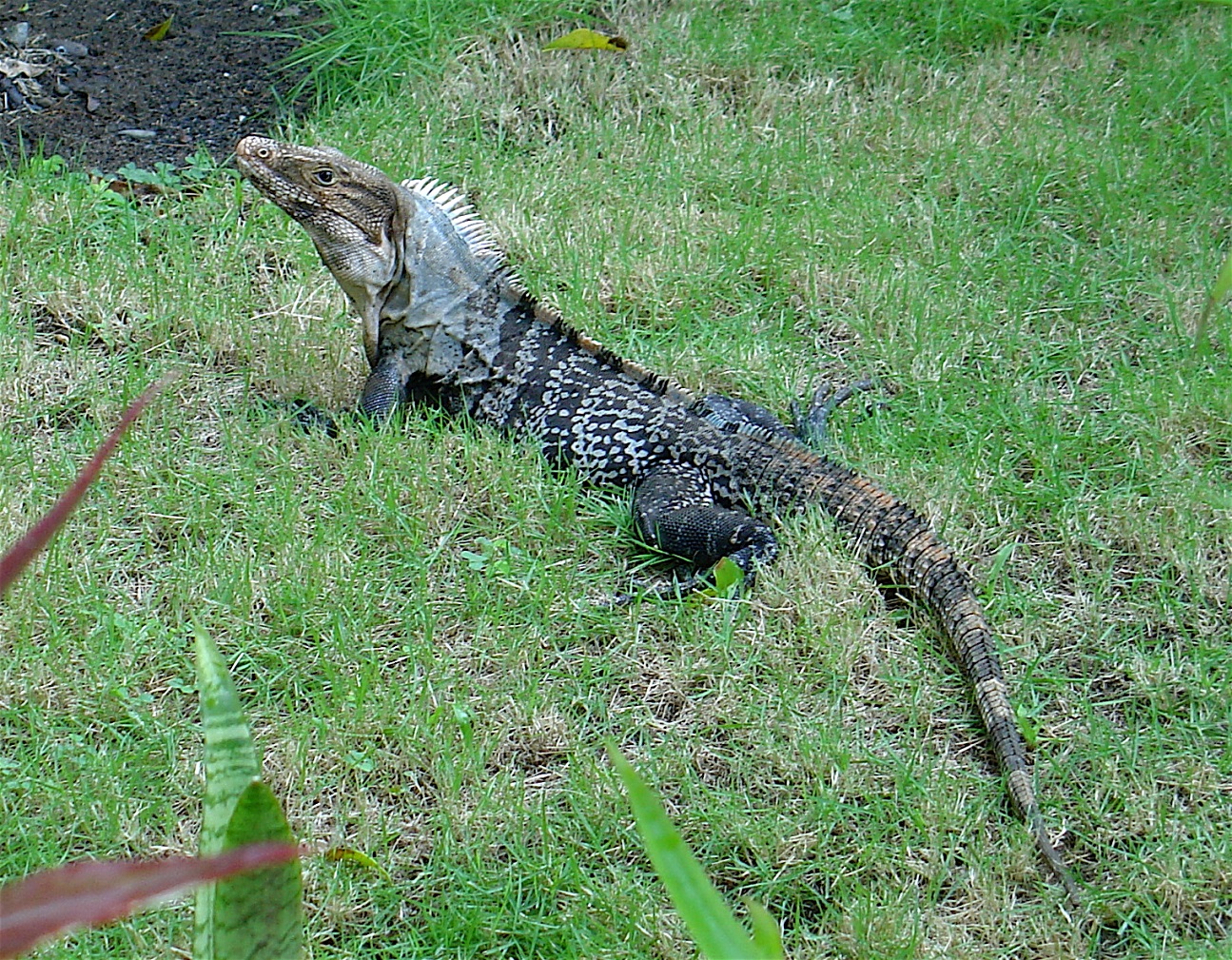 THE LIZARD WITH A CAST IRON STOMACH – Hacienda Baru