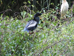 anhinga anhinga