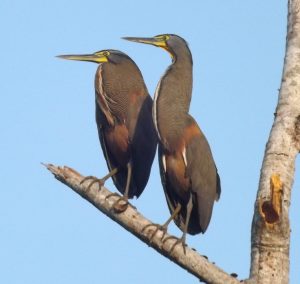 bare-throated-tiger-herons-02