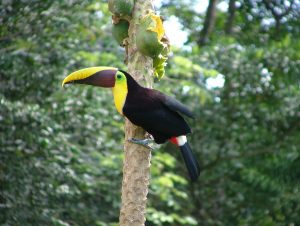 chestnut-mandibled-toucan