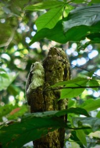 common-potoo