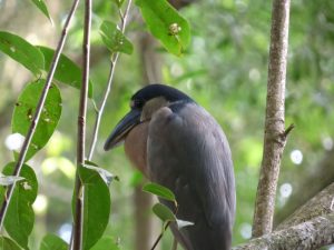 duck-billed-heron