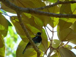 golden-hooded-tanager