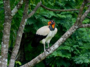 king-vulture king-vulture