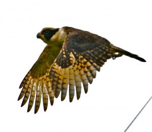 laughing-falcon