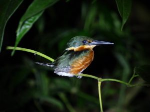 pygmy-kingfisher